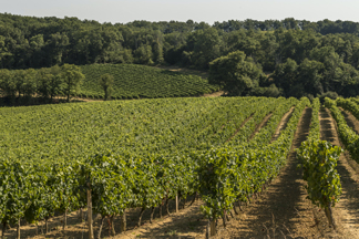 Vivadour devient un acteur de premier plan pour la viticulture gersoise